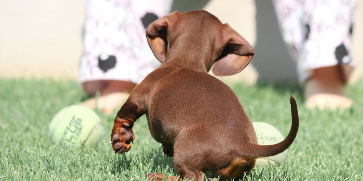 dachshund coluna sensível