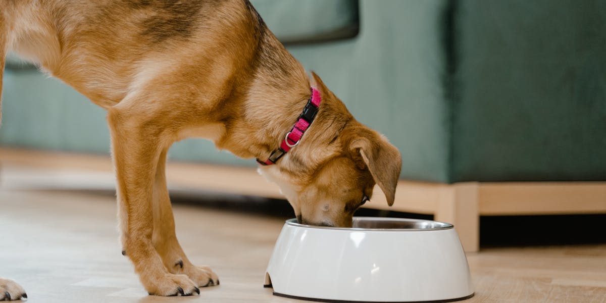 o que dachshund não pode comer