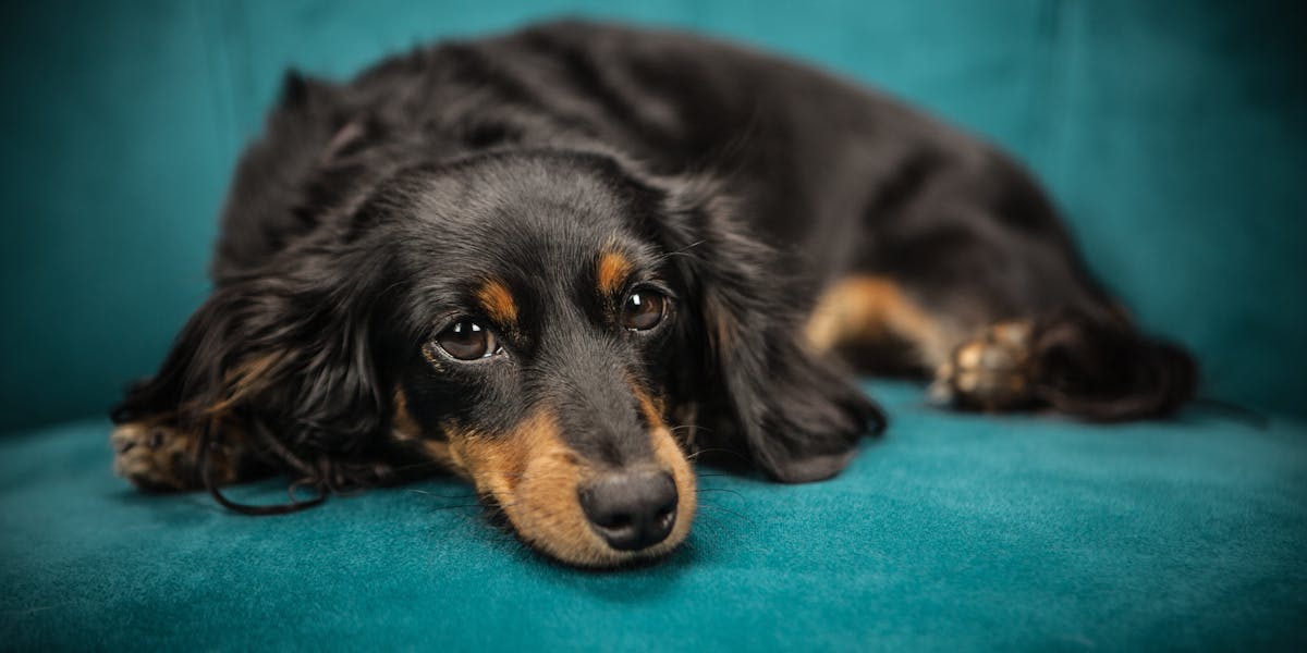 produtos para filhote de dachshund