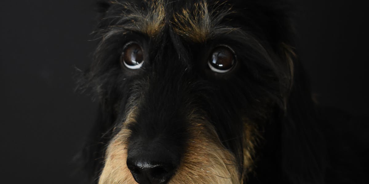 tipos de dachshund