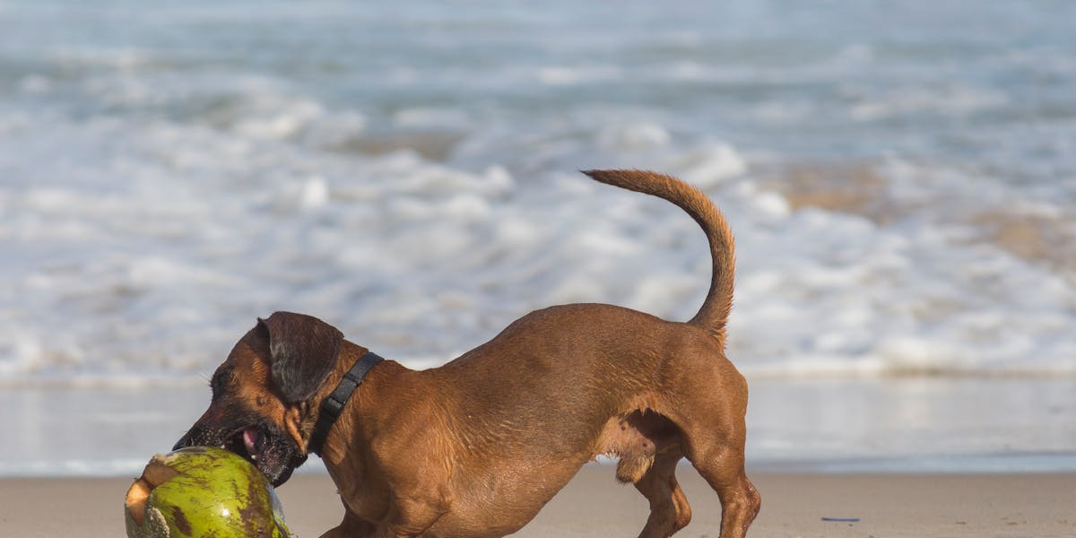 dachshund latindo muito