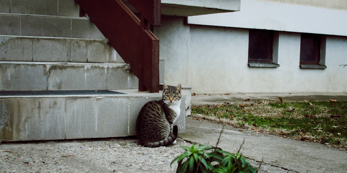 decoração temática pet