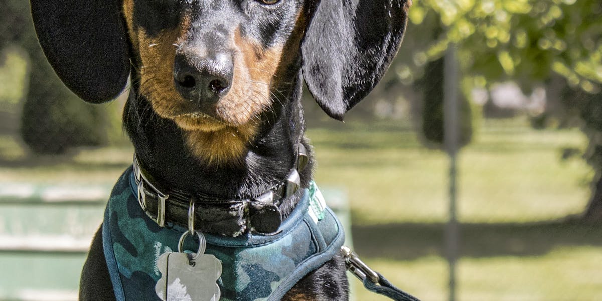 produtos dachshund mais vendidos
