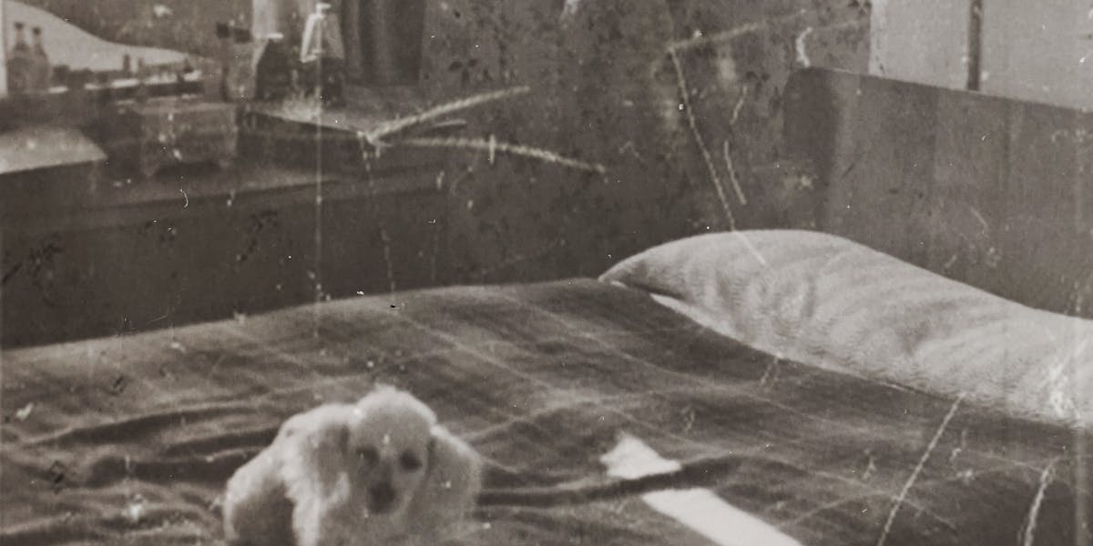 melhor cama para dachshund