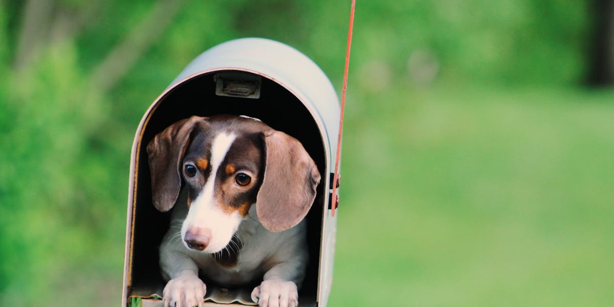 fotos de dachshund para redes