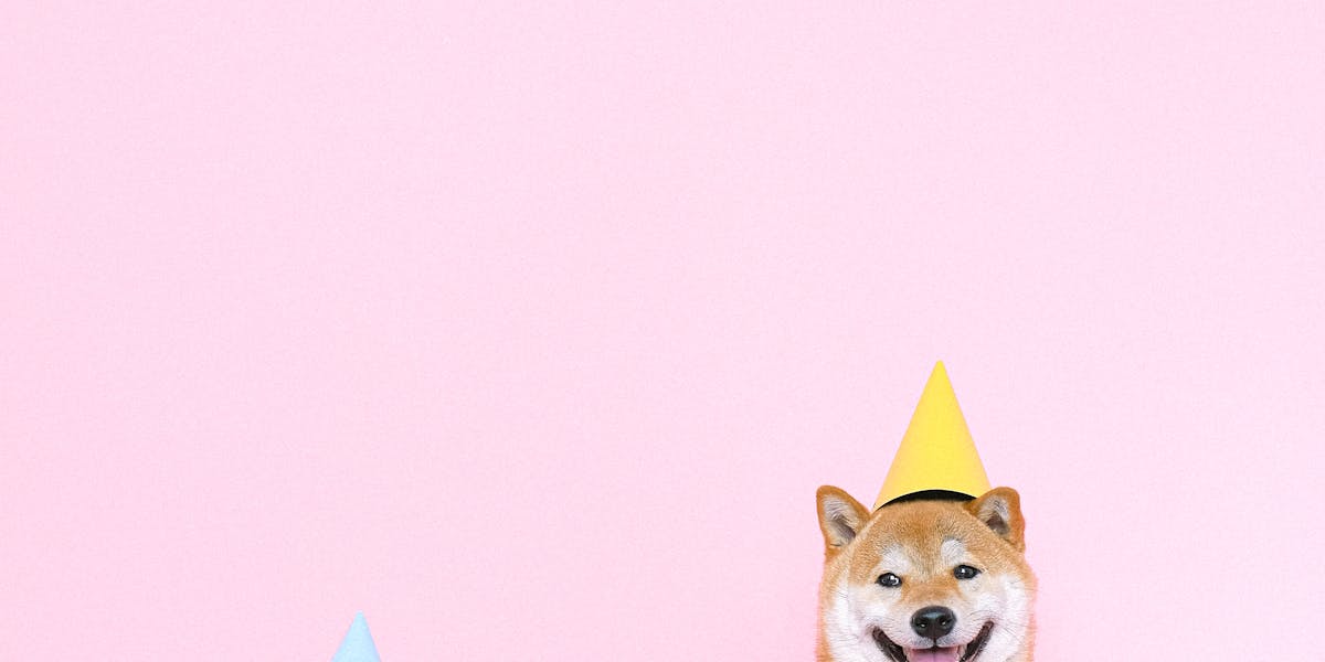 festa pet temática
