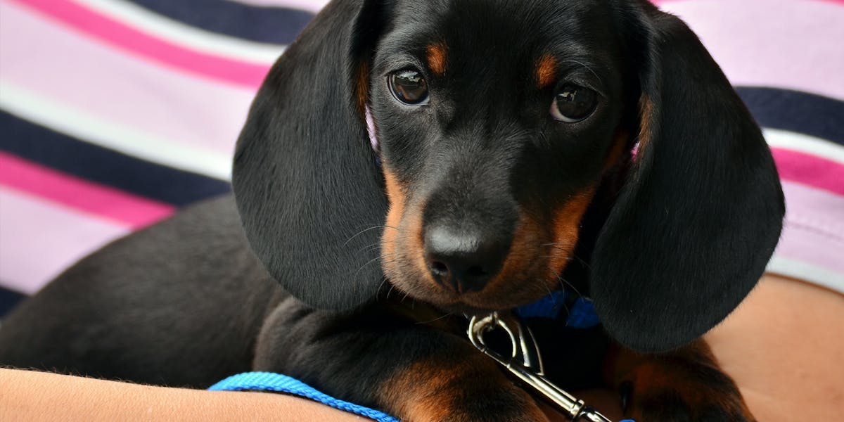 itens essenciais dachshund