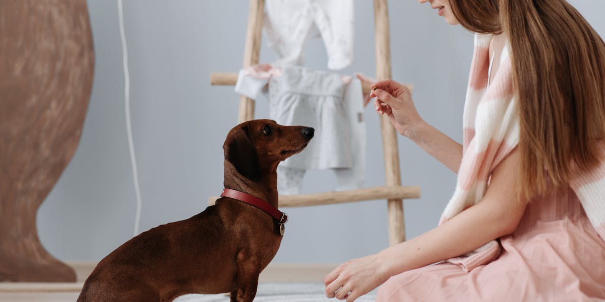 decoração casa dachshund