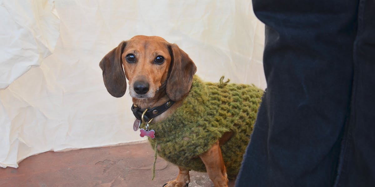 tipos de pelo dachshund