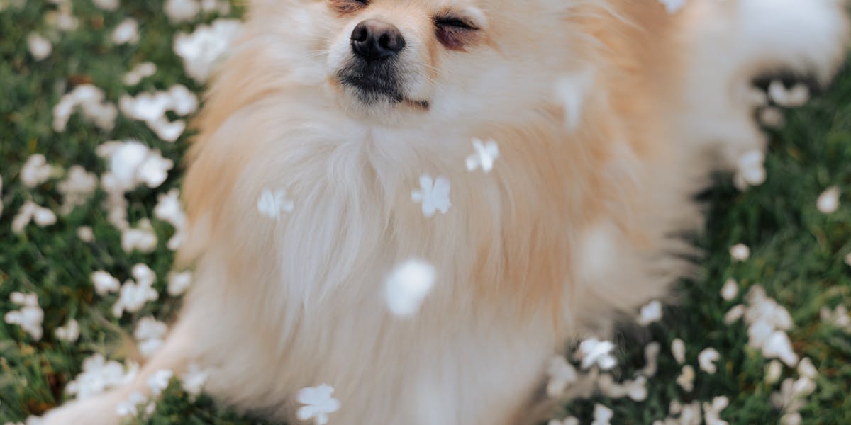brinquedo ideal cachorro salsicha